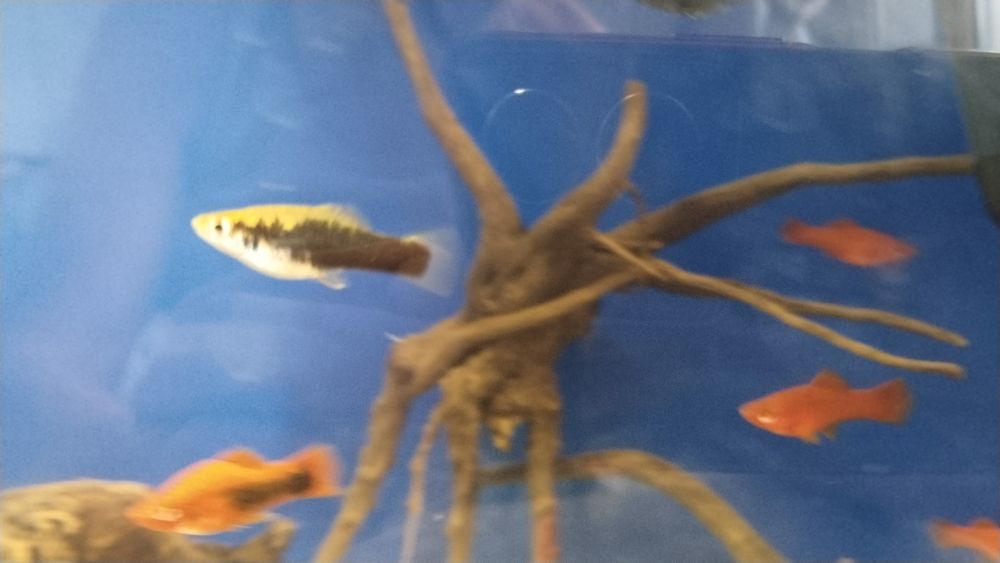 Рыба, балык, гуппи