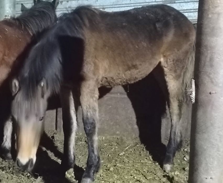 Жабағы сатылады 1бас