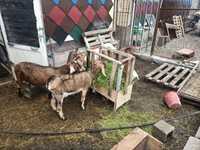 Продается англо-нубийские коза