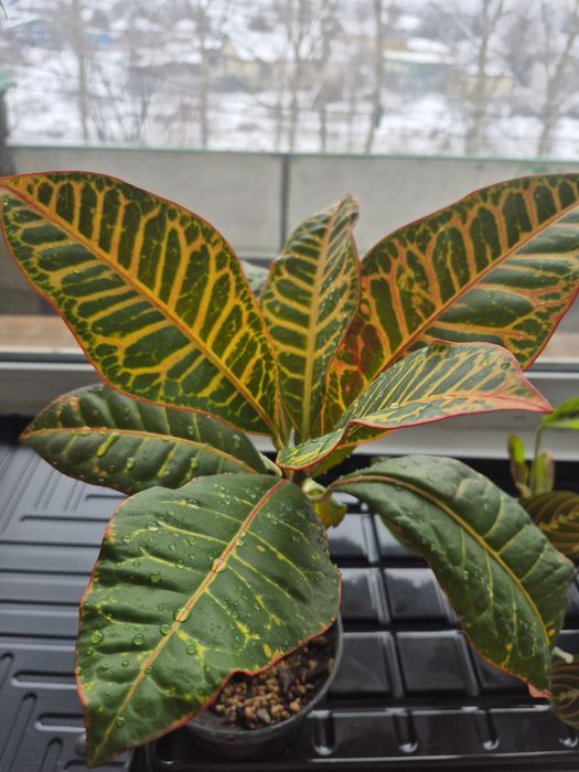 Комнатные цветы район ВК. РЭК