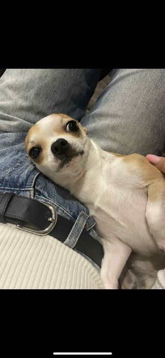 Продавам чихуахуа