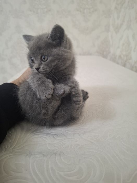 Продам милых котят