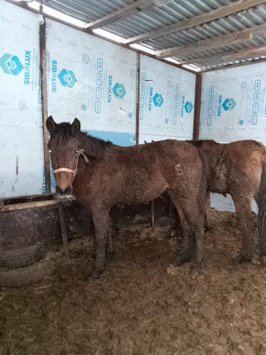 Тай Жылқы,Лошадь