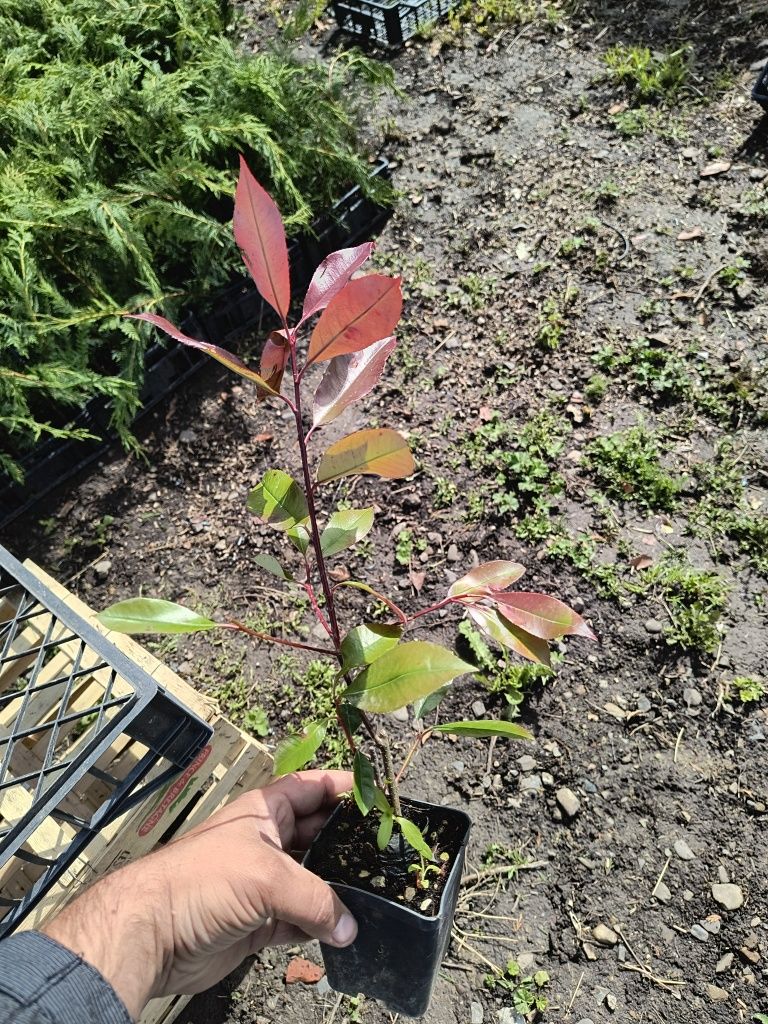 Photinia red robin +-30 cm