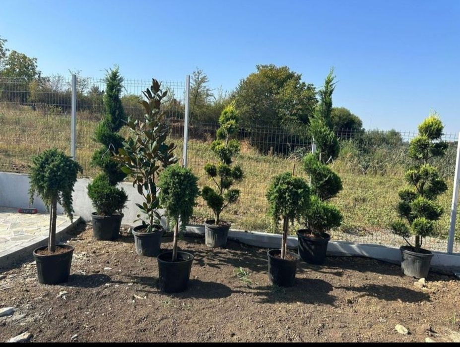Leylandii 2m - 4m gard viu, plante ornamentale și gazon rulou sport