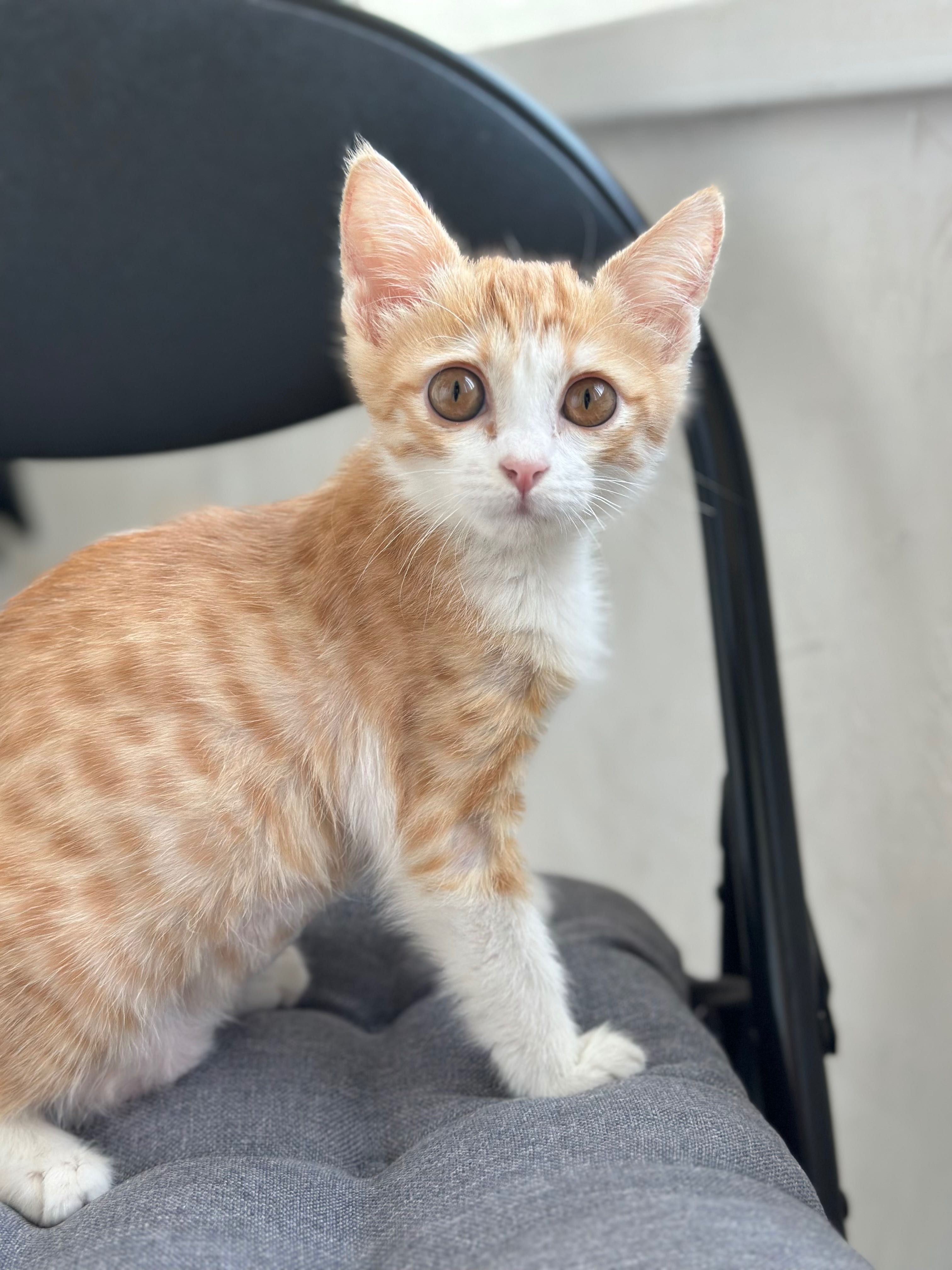 Котенок в добрые руки