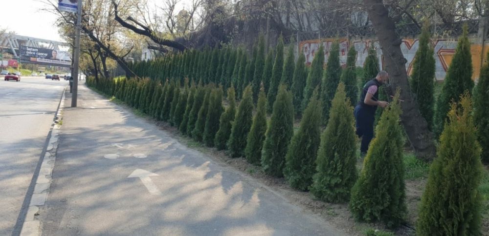 Vând tuia smaragd sau leylandii uriaș 4-5m/ gazon rulou