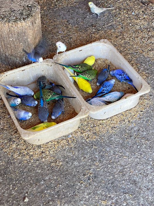 Desființez crescătorie papagali perusi