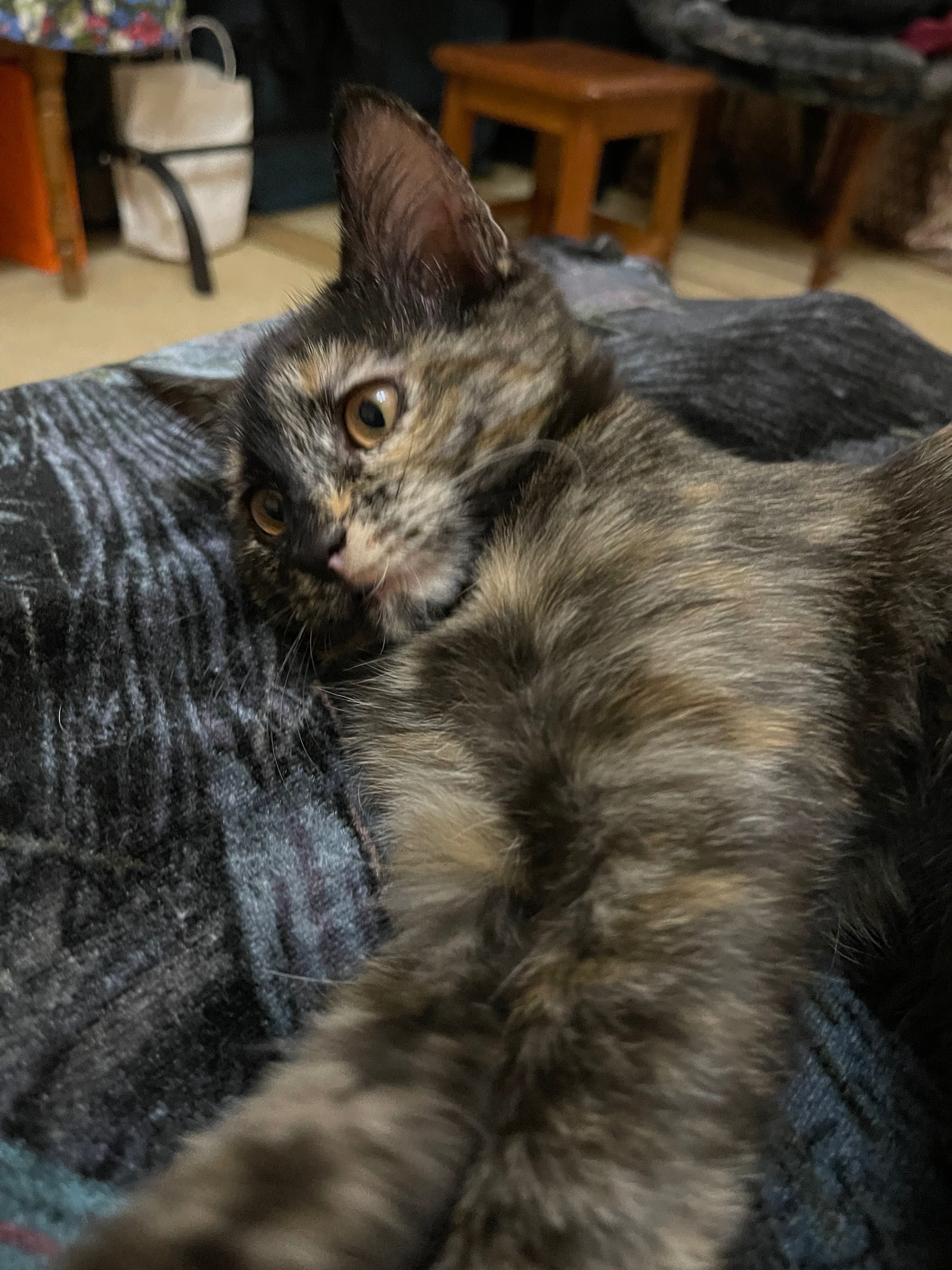 Отдадим котенка в добрые руки