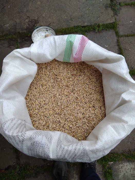 Porumb triticale orz grau floarea soarelui faina pasat cu transport