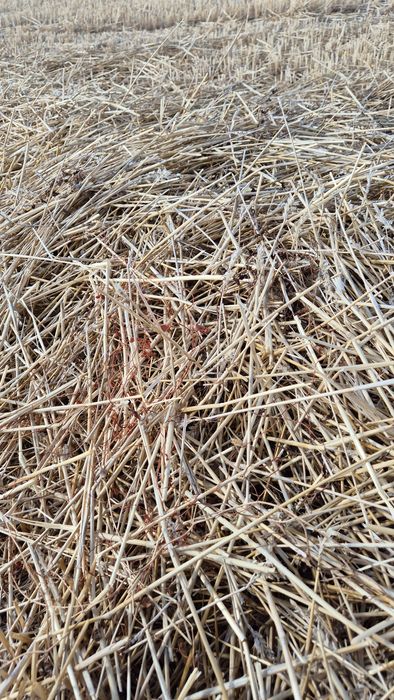 Бали Ролонни  слама  Ечемик и Пшеница