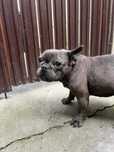 Fetita bulldog francez