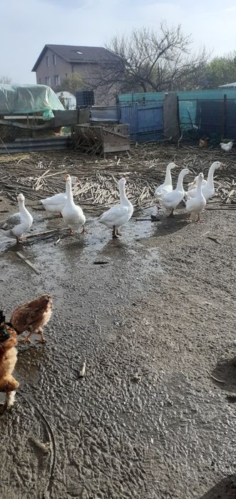 Vind schimb gâște și rațe