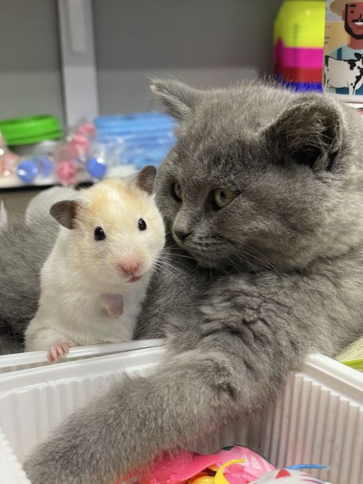 British strayt tozza qon