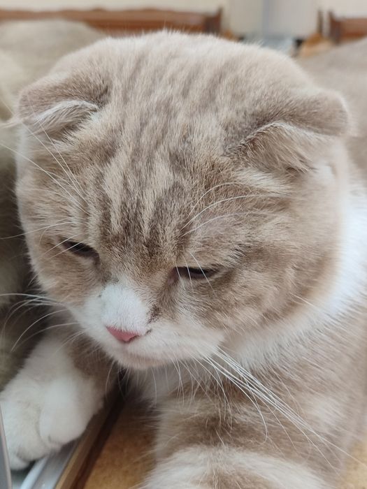 Mushuk scottish fold