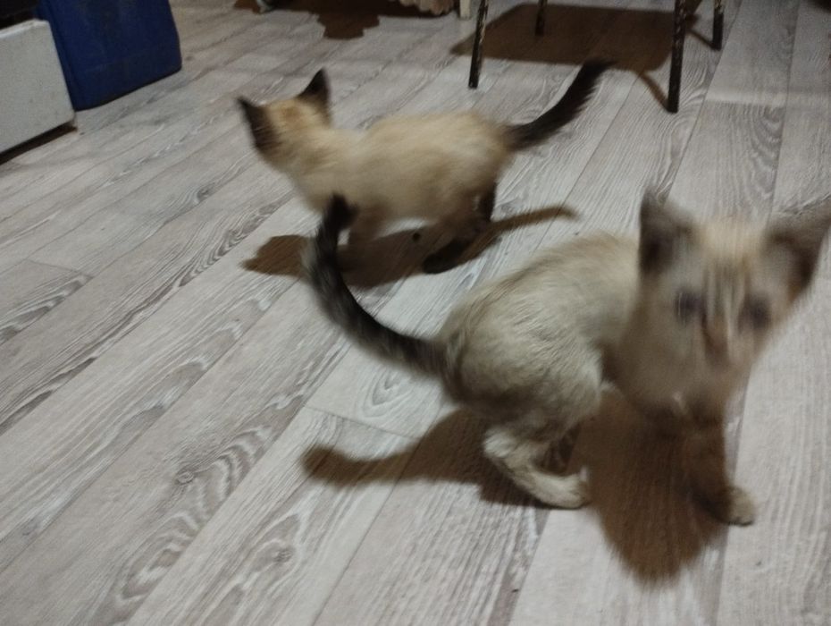 Котёнок сипмский