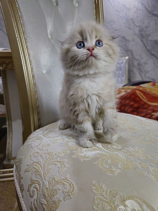 Хайланд фолд мальчик, мушукча хайланд фолд угил бола