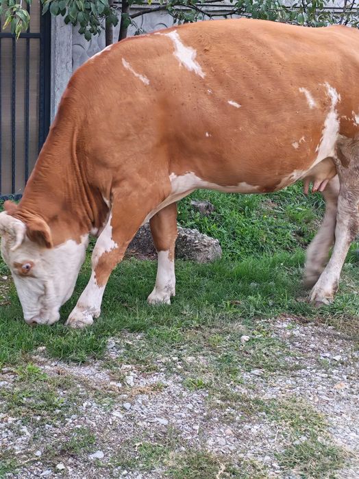 Vaca Tanara Gestanta