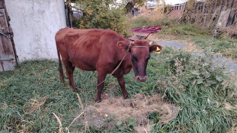 Жас сиыр сатылады .