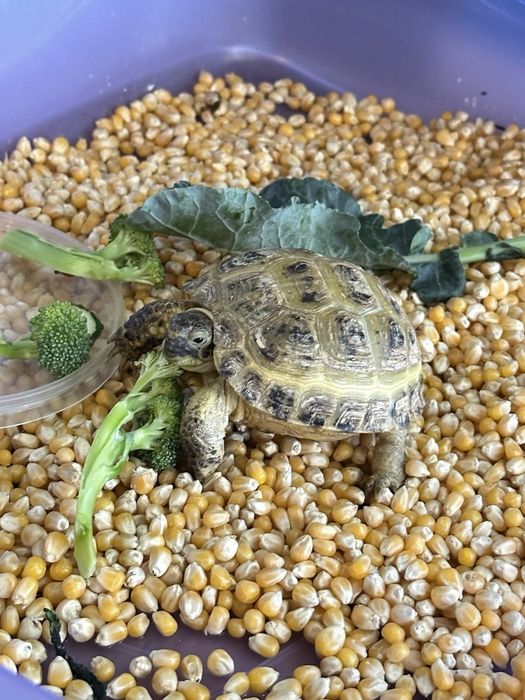 Сухопутная черепаха