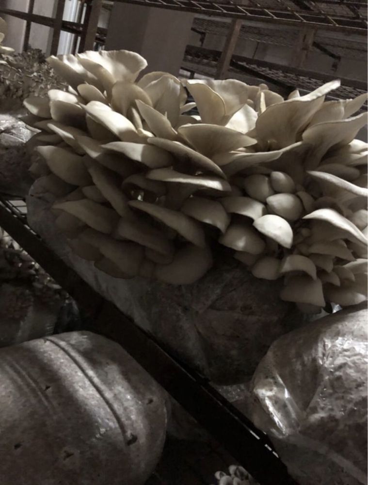 Compost Pleurotus și miceliu/ comanda