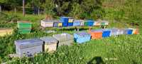 Cutii albine folosite