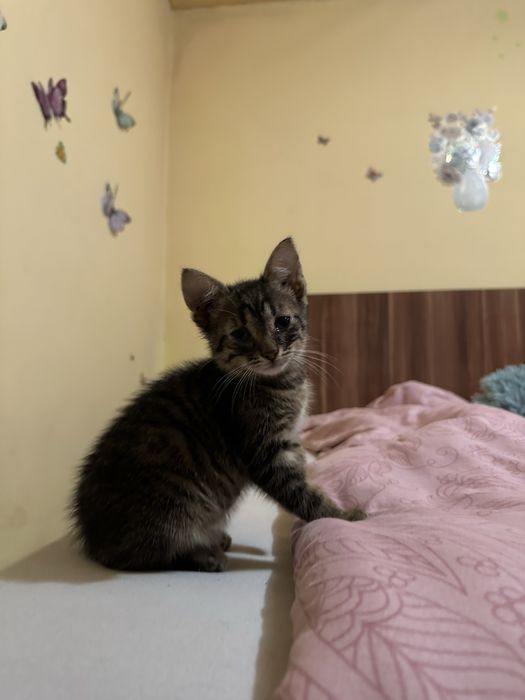 Motanel spre adoptie