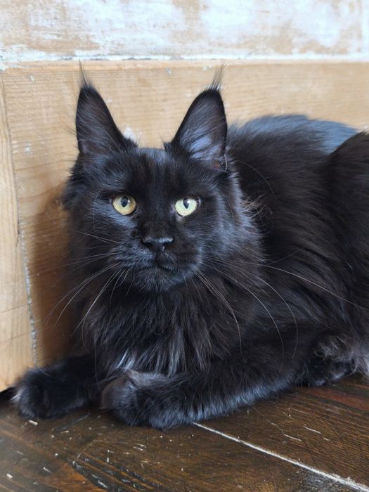 Честокръвни Мейн Куун