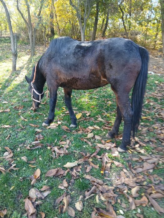 Cârlan de 2 ani de vânzare