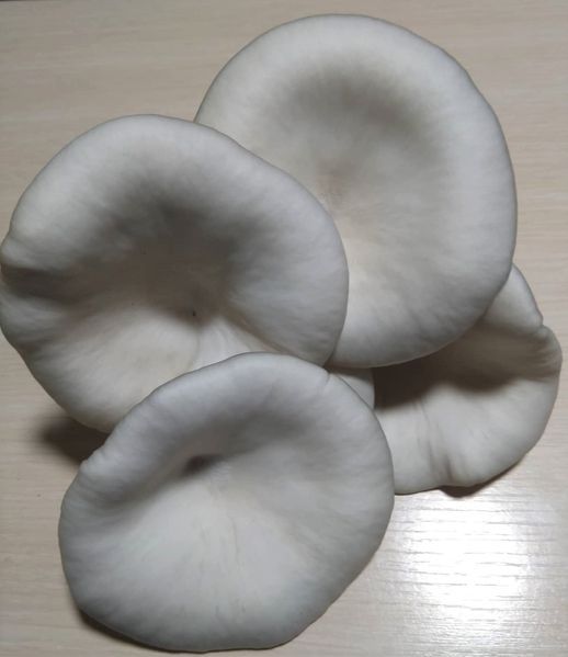 Гъби кладница, чували със заразен субстрат! " Ферма за гъби Койчеви