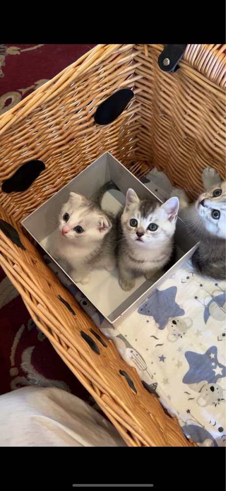 Котята шиншиллы