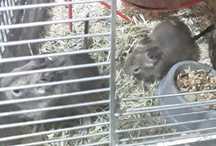 Pui veverita degu
