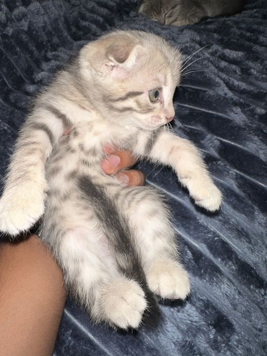 Scottish fold. Mushig bollari