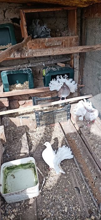 Продавам декоративни птици.