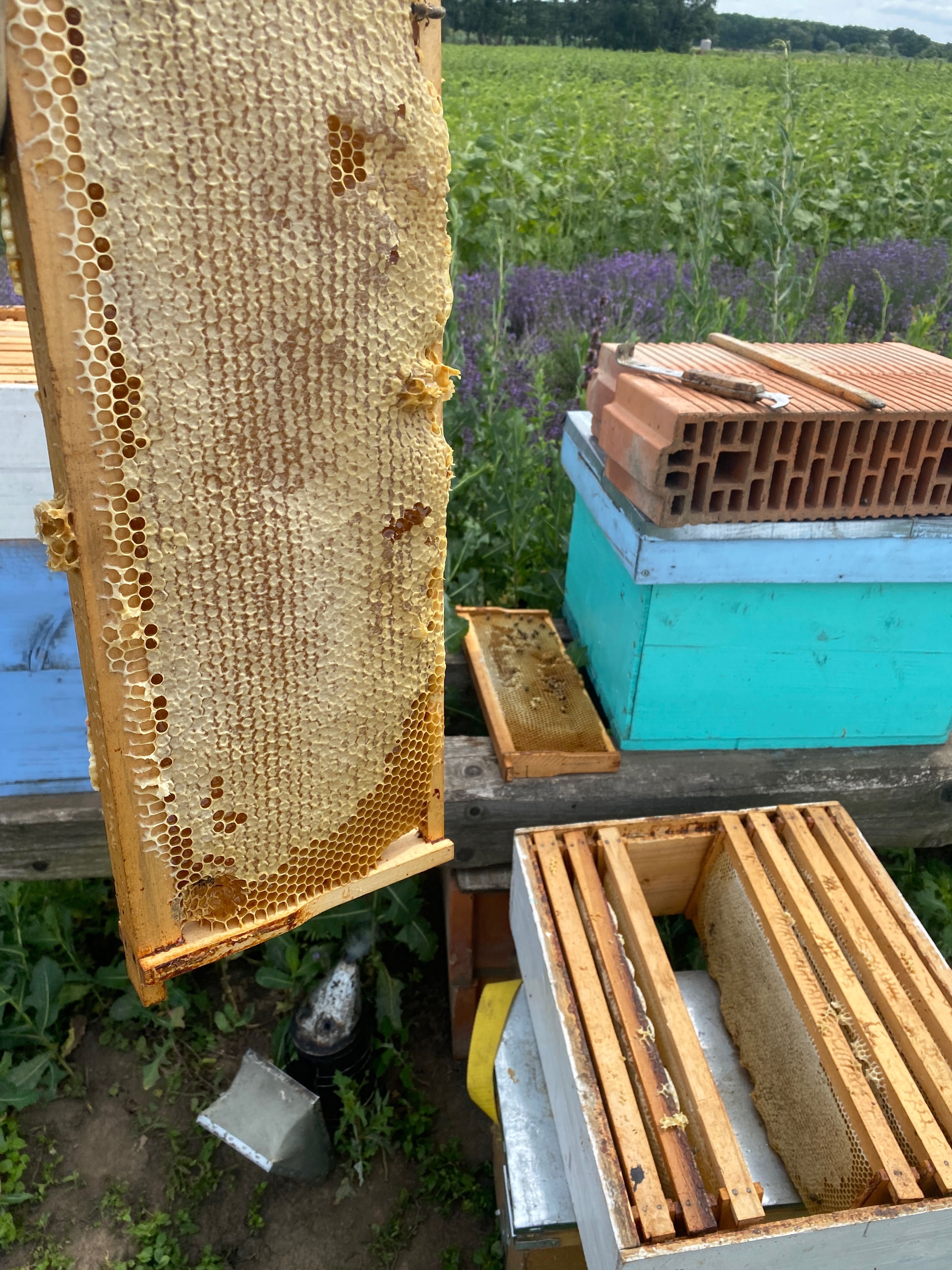 Vând miere de albine polifloră !
