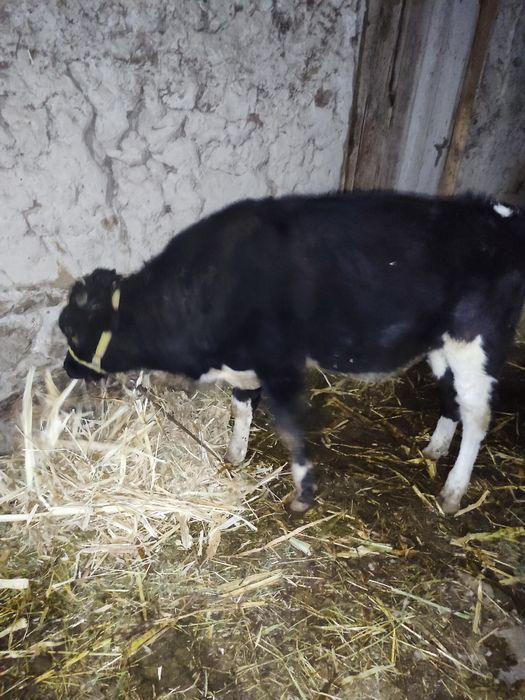 Новвосча сотилади