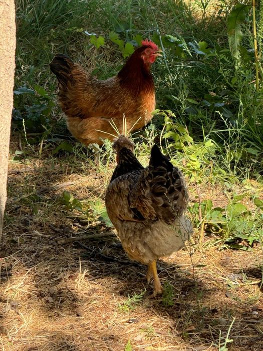 Хороз, товук ва жужалар сотилади!