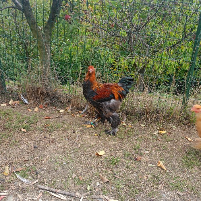 Cocoș și găini Brahma  200