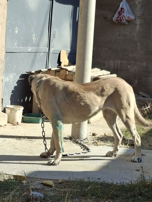 Девочка САО 11-месяцев