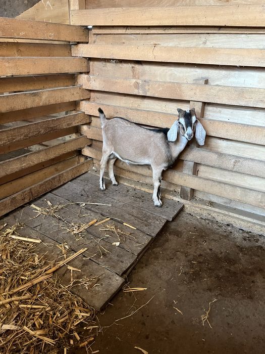 Tapuc de 5 luni spre vanzare si iada