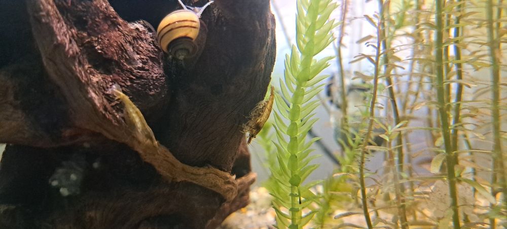 Creveti neocaridina , melci , pesti