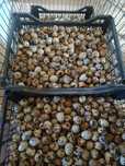 De vânzare prepelițe , ouă bio , pui de o zi și oua pentru incubat