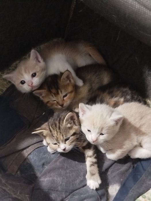 Продаются семья СКОТИШ ФУД