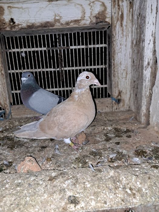 Vând porumbei voiajori