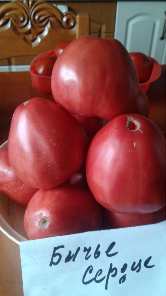 Продам рассаду помидор огурцов и многое другое