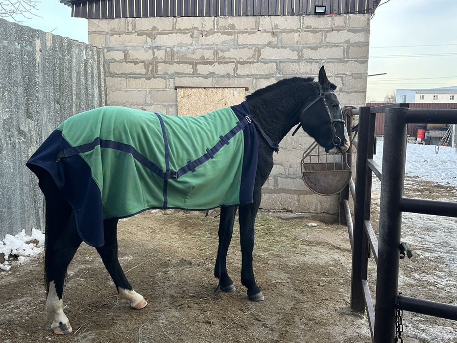 Продам орловскую кобылку 2.9лет