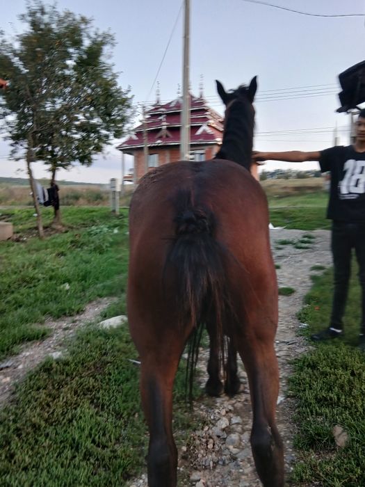 Vînd mînza de un 1 ani si 2 lun