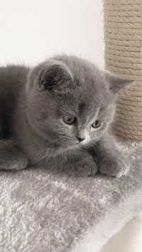 British Shorthair Blue