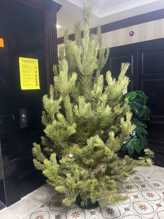 Елки новогодние ( живые)