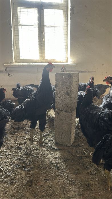 Гигант кора шахзода  (чёрный принц куры петухи цеплята) qora shahzoda.